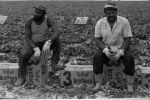 (3715) Three Lettuce Brothers field workers, California